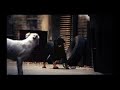 \"Clydesdales/Spot\" snippet - Budweiser ad for Super Bowl XLI \"Clydesdales/Spot\" snippet - Budweiser ad for Super Bowl XLI
