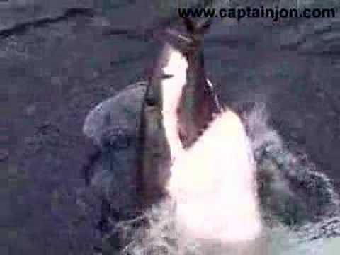Great White Shark