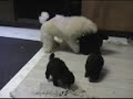 Toy Poodle Puppies Playing #3