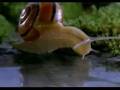 Chilled C'Quence - Chill in Natura