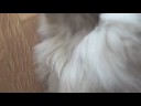 I CAN HAS BRUSHEZ!! I CAN HAS BRUSHEZ!!