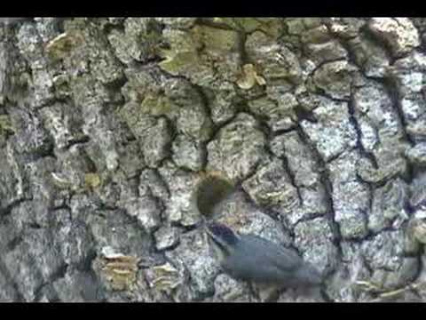 Red-Breasted Nuthatch