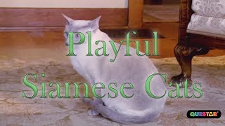 Playful Siamese Cats