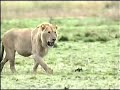 lions-hunting.html