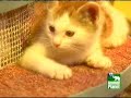 puppy-bowl-iii-kitty-halftime-show.html