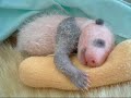Watch A Baby Panda Grow... Watch A Baby Panda Grow...