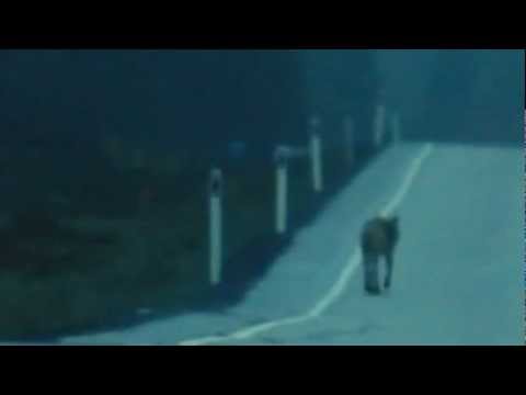 ULV - Videoen er forsøkt stabilisert, og virker derfor utflytende. Denne ulven ble filmet i Østerdalen, natt til onsdag 9 mai 2012, med ett håndholdt (desverre) ca...