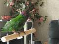 Scooter Hawk Head Parrot
