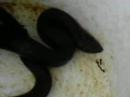 hognose hog nosed snake playing dead normajean90 owned pwned pwnt