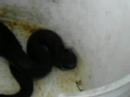 Hog nosed snake playing dead