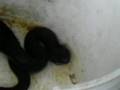 Hog nosed snake playing dead