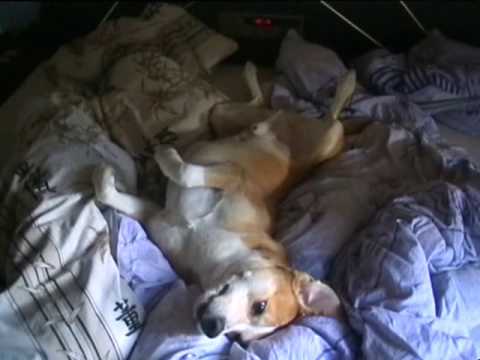 perro de pelea cordobes