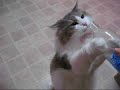 Figwit hits the bottle!