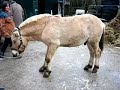aran 1 dizzy for castration