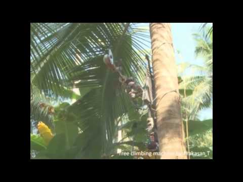 how to harvest coconut