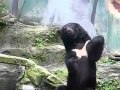 Voir la vidéo