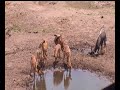 Nyala drinking at pool