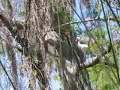 Wakulla Springs Florida