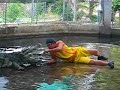 show crocodile
