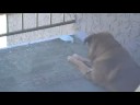 Dog vs. Wasp