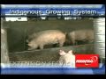 ATING ALAMIN- PROFITABLE INDIGENOUS GROWING SYSTEM