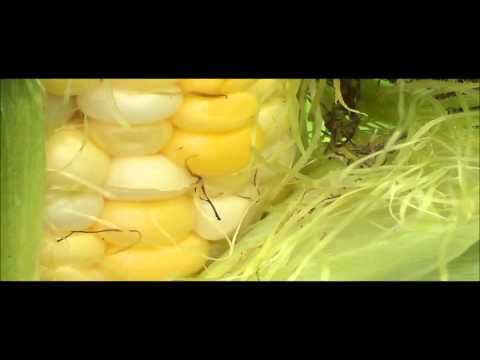 how to harvest corn by hand