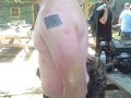 Paintball Firing Squad Aftermath Bachelor Party