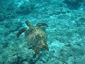 Swimming With A Turtle Off Of Cinnamon Island