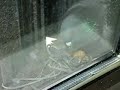 Baby Pigeon