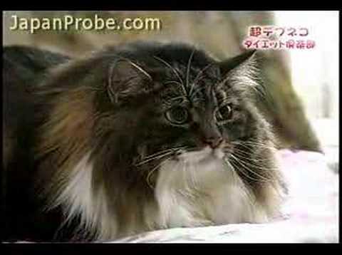 0 Papi Chan: Japans Fattest Cat picture