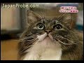 Super fat cat goes on a diet