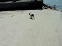 charlies first day at the beach