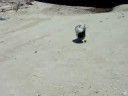 charlies first day at the beach