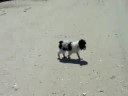 charlies first day at the beach