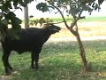 Crazy Bull Attack