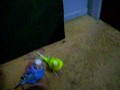 videos de My Budgies 6-24-09
