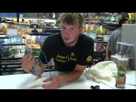 YouTube reptile video