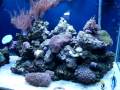 180 Gallon Reef Tank - Positive Vibration