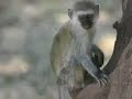 Safari - Lake Manyara, Tanzania