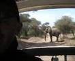 Safari - Lake Manyara, Tanzania