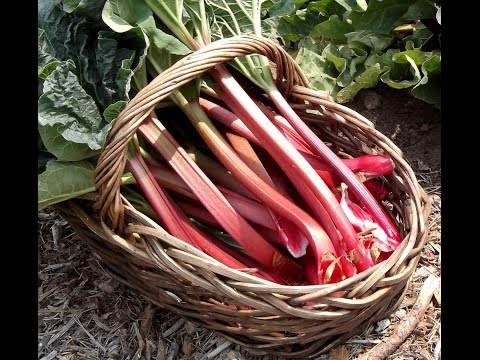 how to start a rhubarb patch