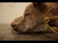 maltrato-animal-habacuc-arte-claro-q-no-detengmoslo.html
