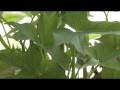 Sweet Potato  - / Slantyhouse \