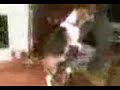 ¡¡¡SuPeR pErRo CaChOnDo!!!