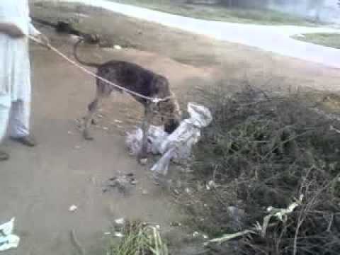 pakistan bully