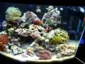 videos de 29 Gallon Reef
