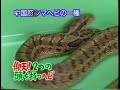 Unbelievable！！！This snake has TWO heads!
