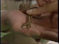 Unbelievable???This snake has TWO heads! Unbelievable???This snake has TWO heads!