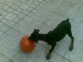 DOBERMANN DOBERMANN