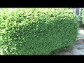 My DIY Trimming Hedges and Shrubs